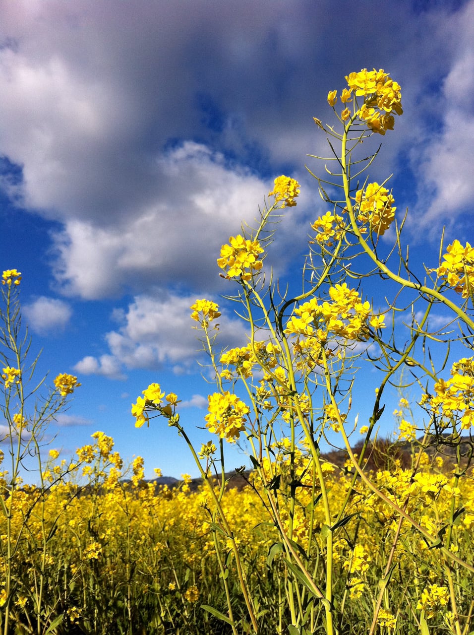 Bring Your Camera for Mustard Season in Napa Pekex