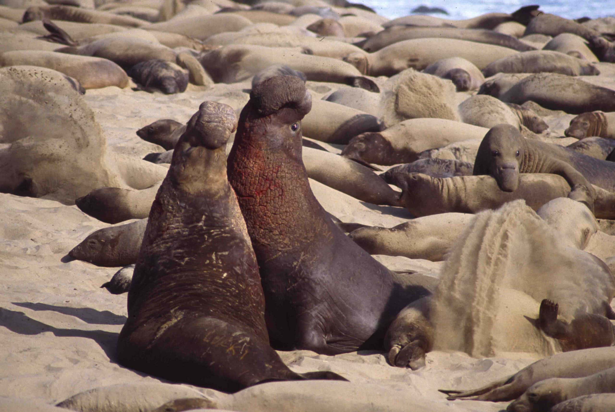 Watch the Elephant Seals at Año Nuevo - Pekex