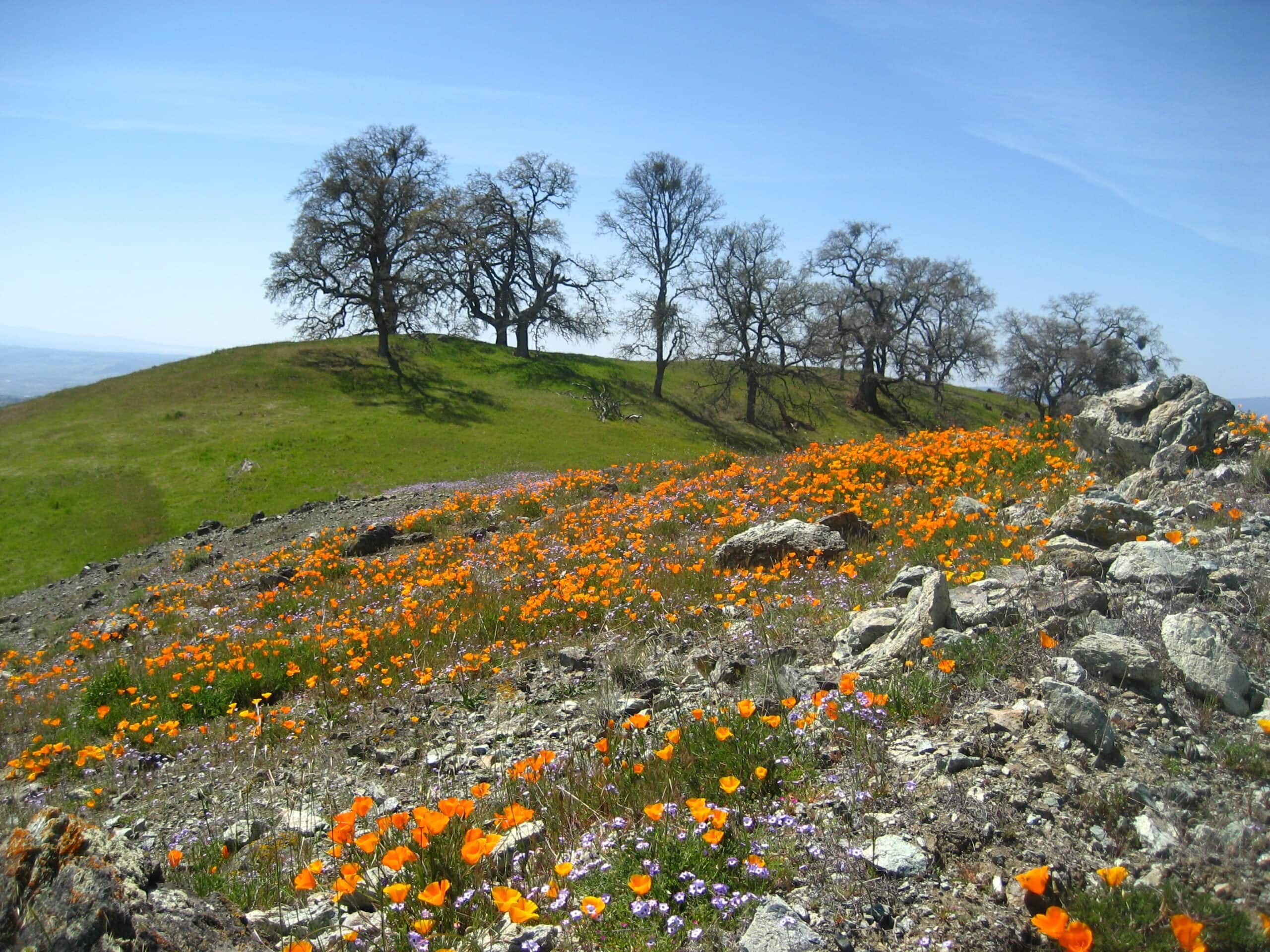 Henry coe state outlet park backpacking