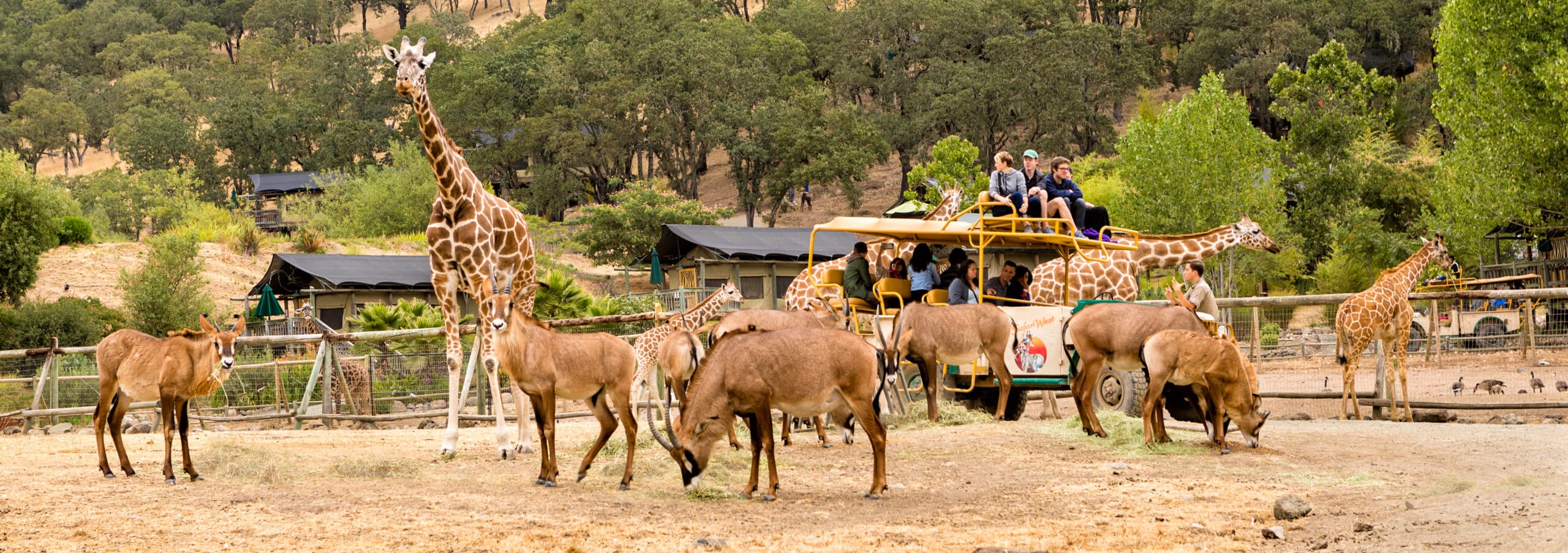 safari tour santa rosa