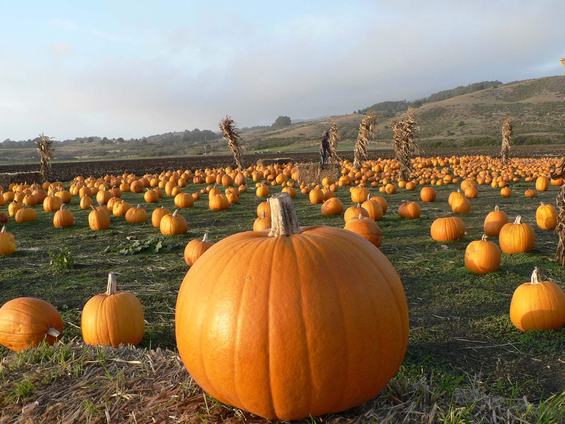 Celebrate Half Moon Bay’s Pumpkin Harvest Pekex