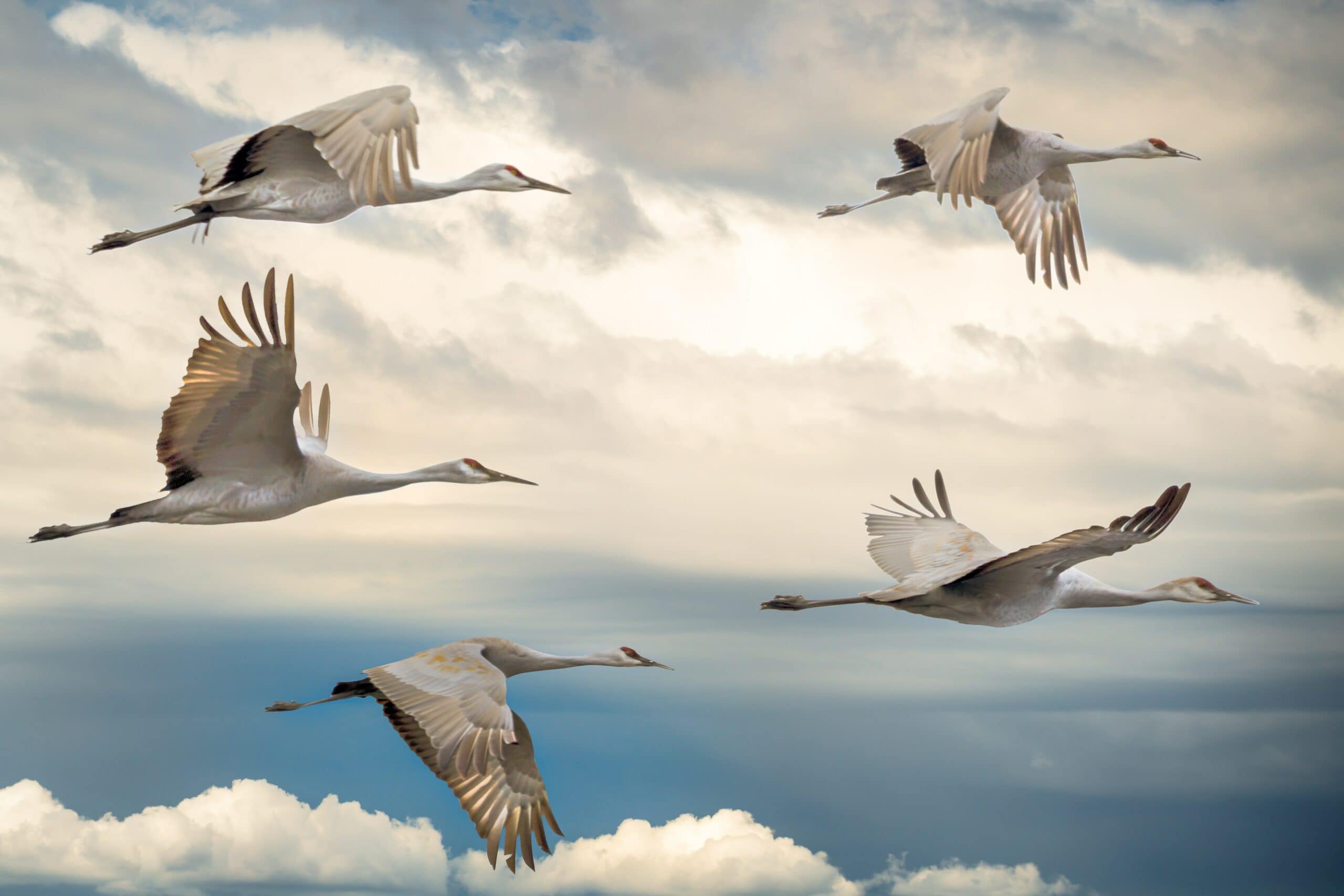 Majestic Migration: Sandhill Cranes